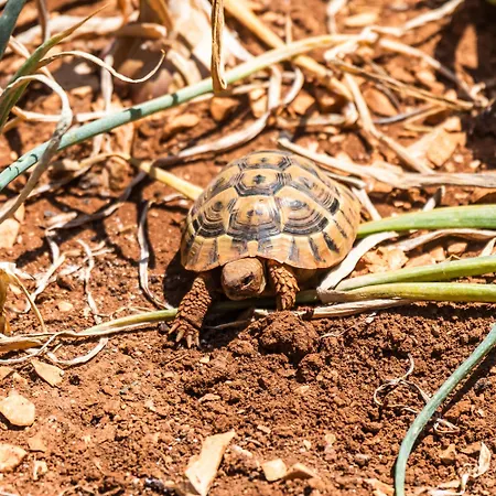 Appartement Pasko Ražanj